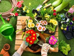 這40種花超耐陰，光照不好也能長滿屋！