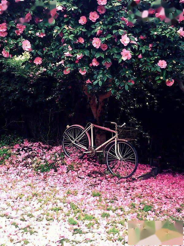 冬季養(yǎng)綠植適合種什么花_冬季適合養(yǎng)的綠植_冬季養(yǎng)綠植適合什么花