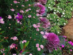 冬天的小院最適合養(yǎng)這10種植物！