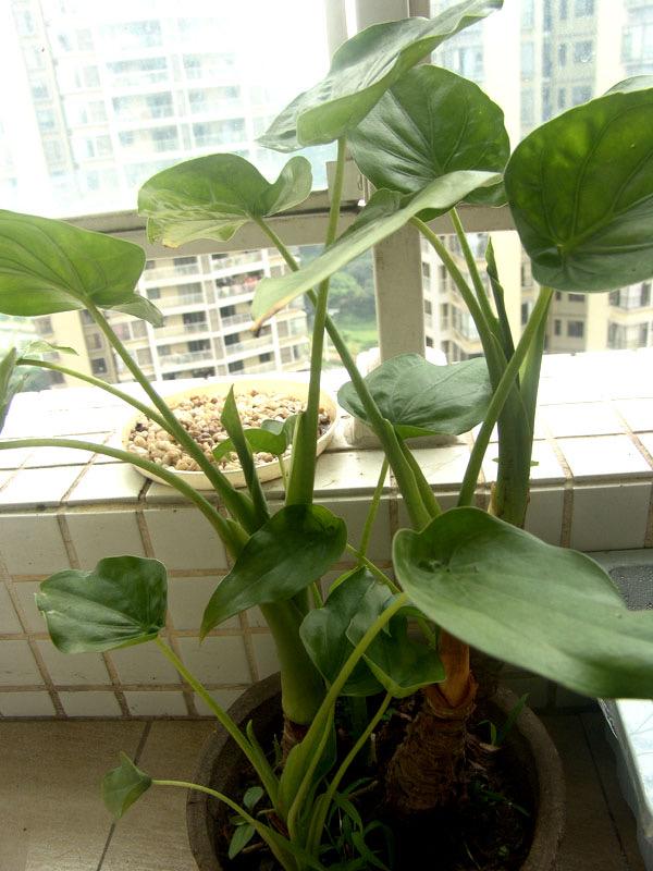 能過(guò)冬的室內(nèi)耐寒綠植_北方耐寒綠植_耐寒綠植