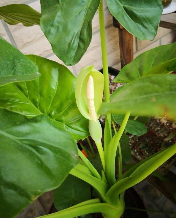 能過(guò)冬的室內(nèi)耐寒綠植_耐寒綠植_北方耐寒綠植