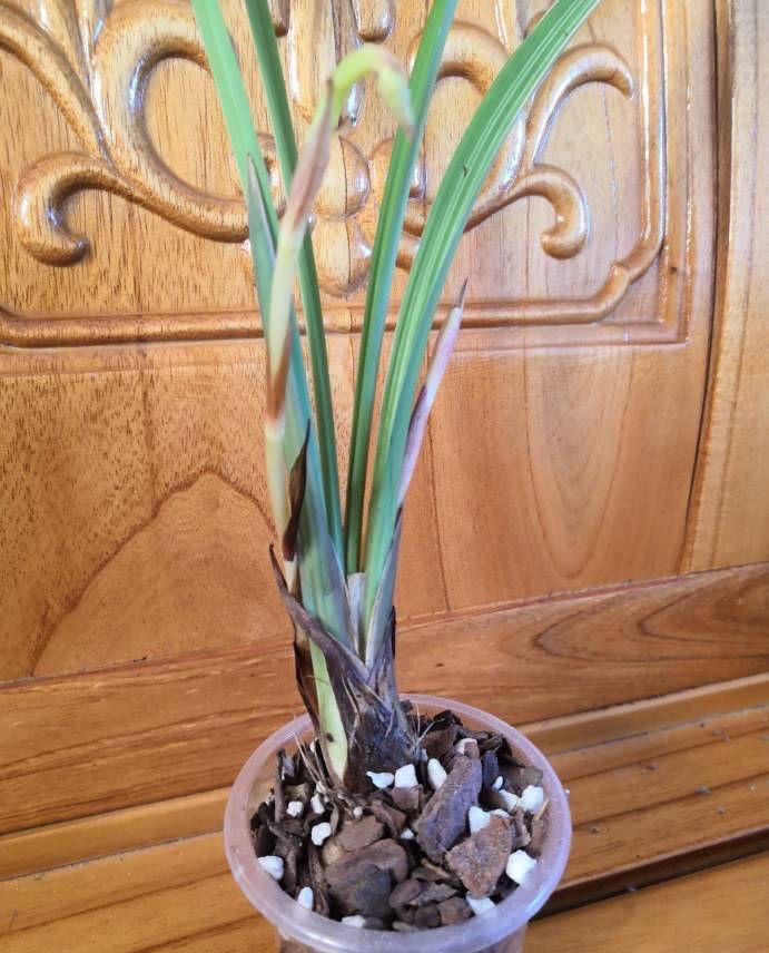 北方耐寒綠植_能過(guò)冬的室內(nèi)耐寒綠植_耐寒綠植