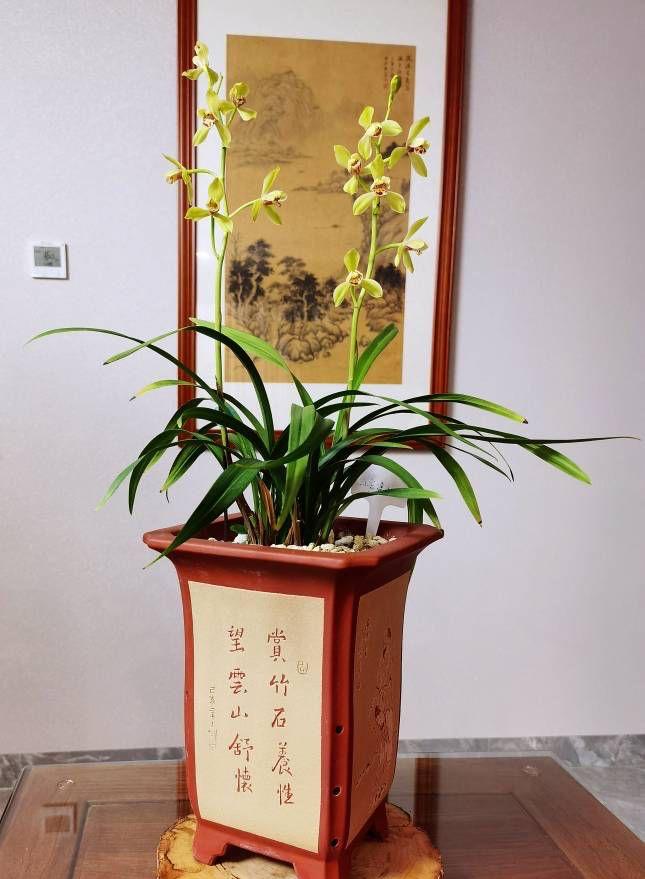 北方耐寒綠植_能過(guò)冬的室內(nèi)耐寒綠植_耐寒綠植