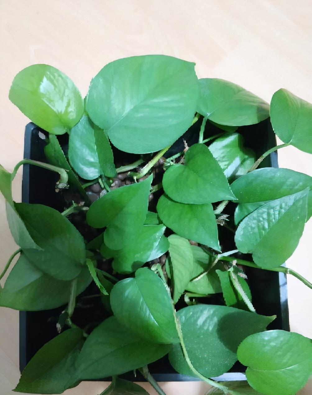 耐寒綠植_能過(guò)冬的室內(nèi)耐寒綠植_北方耐寒綠植