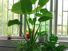 光照不足也能養(yǎng)好的3種花，不怕熱不怕凍很頑強(qiáng)，家中值得養(yǎng)一盆