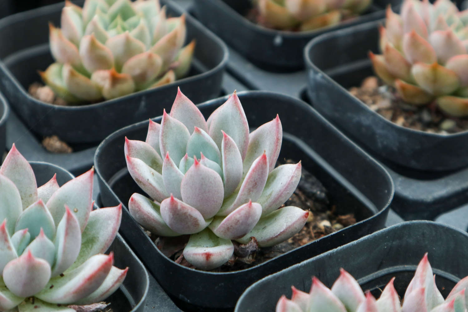 什么多肉耐寒耐熱_耐熱耐寒多肉品種有那些_耐熱耐寒多肉植物