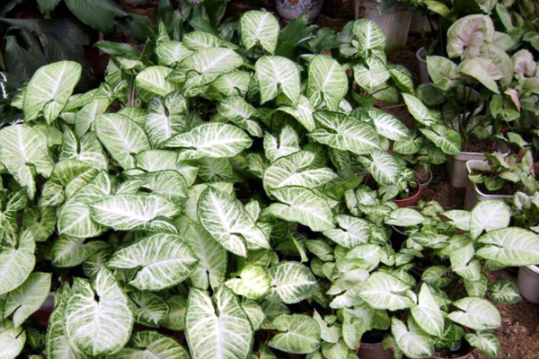 室內(nèi)養(yǎng)綠植好處_室內(nèi)養(yǎng)綠植好還是多肉好_室內(nèi)好養(yǎng)的綠植