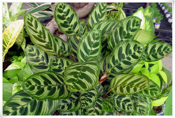 室內(nèi)好養(yǎng)的綠植_室內(nèi)養(yǎng)綠植好處_室內(nèi)養(yǎng)綠植好還是多肉好