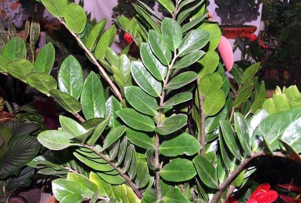 室內(nèi)好養(yǎng)的綠植_室內(nèi)養(yǎng)綠植好處_室內(nèi)養(yǎng)綠植好還是多肉好