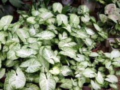 室內(nèi)好養(yǎng)的幾種耐陰植物，給點水就活！