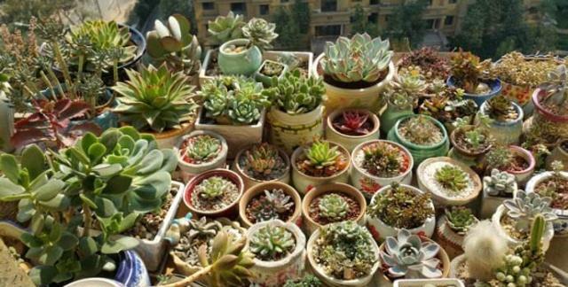 多肉露養(yǎng)和室內(nèi)養(yǎng)有啥區(qū)別_多肉植物露養(yǎng)好還是室內(nèi)養(yǎng)好_露養(yǎng)多肉和室內(nèi)多肉哪種好