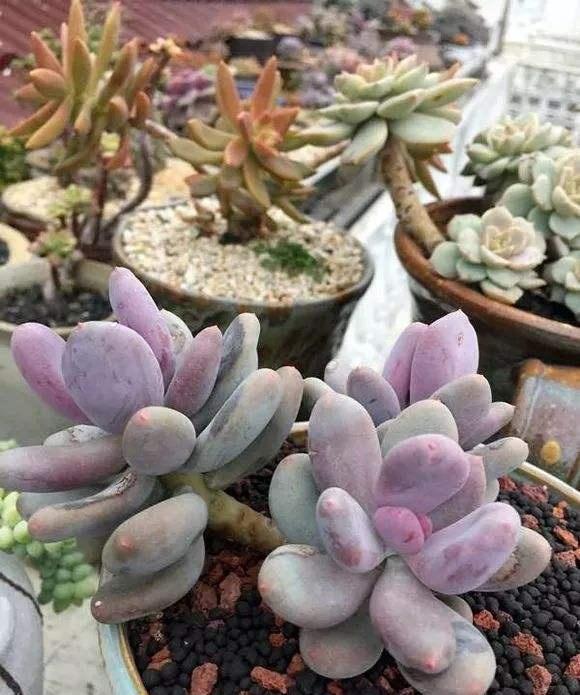 露養(yǎng)多肉和室內(nèi)多肉哪種好_多肉植物露養(yǎng)好還是室內(nèi)養(yǎng)好_多肉露養(yǎng)和室內(nèi)養(yǎng)有啥區(qū)別