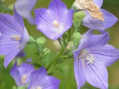 5種現(xiàn)在種植非常賺錢的中藥材？天麻、金銀花等