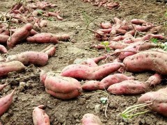 紅薯什么時間育苗？很多人不知道！這次要記牢