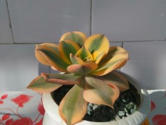 多肉介紹篇，羅列多肉的優(yōu)缺點，看看你喜歡誰？