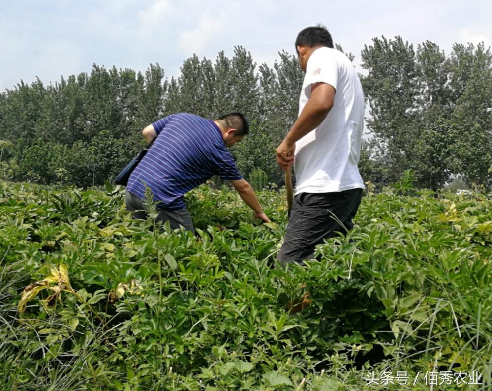 白芷種植_種植白芷的技術(shù)要求_種植白芷需防治哪些病蟲害