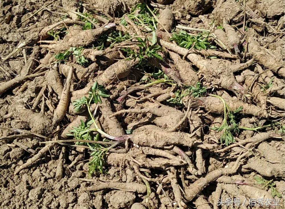 種植白芷的技術(shù)要求_白芷種植_種植白芷需防治哪些病蟲害