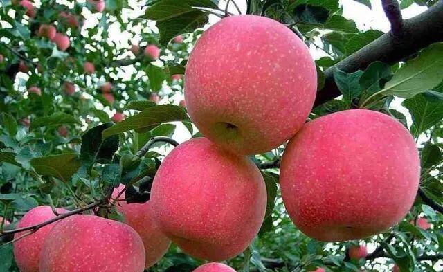 菠蘿蜜的核可以發(fā)芽種植嗎_菠蘿蜜核種的苗可以結(jié)果嗎_菠蘿蜜核可以種出菠蘿蜜嗎