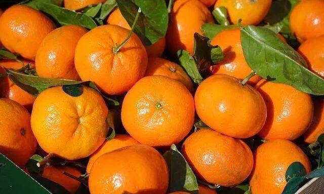 菠蘿蜜核可以種出菠蘿蜜嗎_菠蘿蜜核種的苗可以結(jié)果嗎_菠蘿蜜的核可以發(fā)芽種植嗎