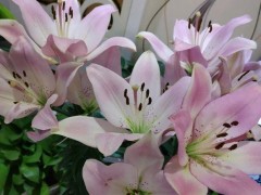 百合花，一年四季都能種，盆栽百合60天就開花，有手就能養(yǎng)