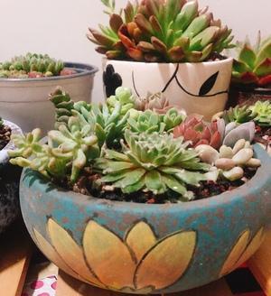 組合盆栽多肉植物_盆栽植物組合多肉有哪些_盆栽植物組合多肉好養(yǎng)嗎