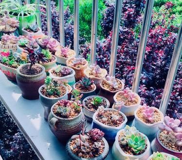盆栽植物組合多肉有哪些_組合盆栽多肉植物_盆栽植物組合多肉好養(yǎng)嗎