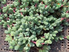 能開花的多肉植物有哪些？