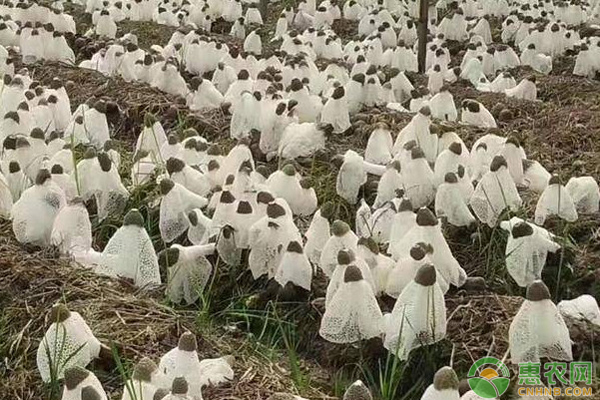 種植業(yè)免稅政策_種植業(yè)_種植業(yè)有哪些種類