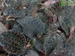 林下種植有什么較好的產(chǎn)業(yè)？