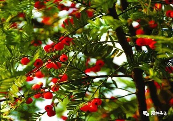 北方種植樹(shù)適合流蘇樹(shù)嗎_北方適宜樹(shù)種_流蘇樹(shù)適合北方種植嗎