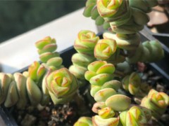 多肉有毒嗎能放室內(nèi)嗎，對(duì)身體有害嗎