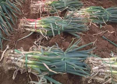 種植香蔥的方法_香蔥種植技術(shù)視頻_小香蔥的種植方法和時間