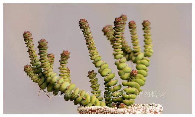 難養(yǎng)多肉品種_難養(yǎng)多肉名單_二十種最難養(yǎng)的多肉