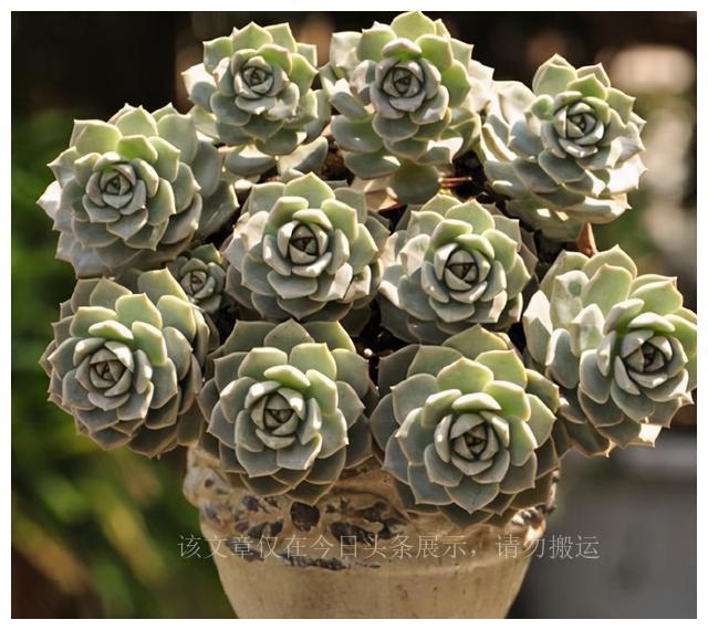 難養(yǎng)多肉品種_二十種最難養(yǎng)的多肉_難養(yǎng)多肉名單