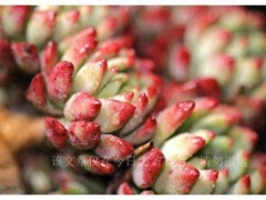 公認(rèn)好養(yǎng)的6種便宜“多肉”，人氣高口碑好，值得擁有