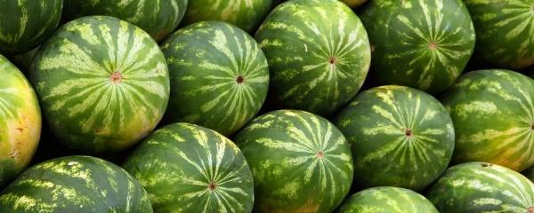 西瓜種植技術(shù)和施肥方法_西瓜種植_西瓜種植技術(shù)和管理視頻教程