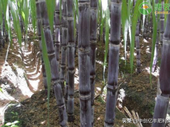 甘蔗種植技術(shù)要點
