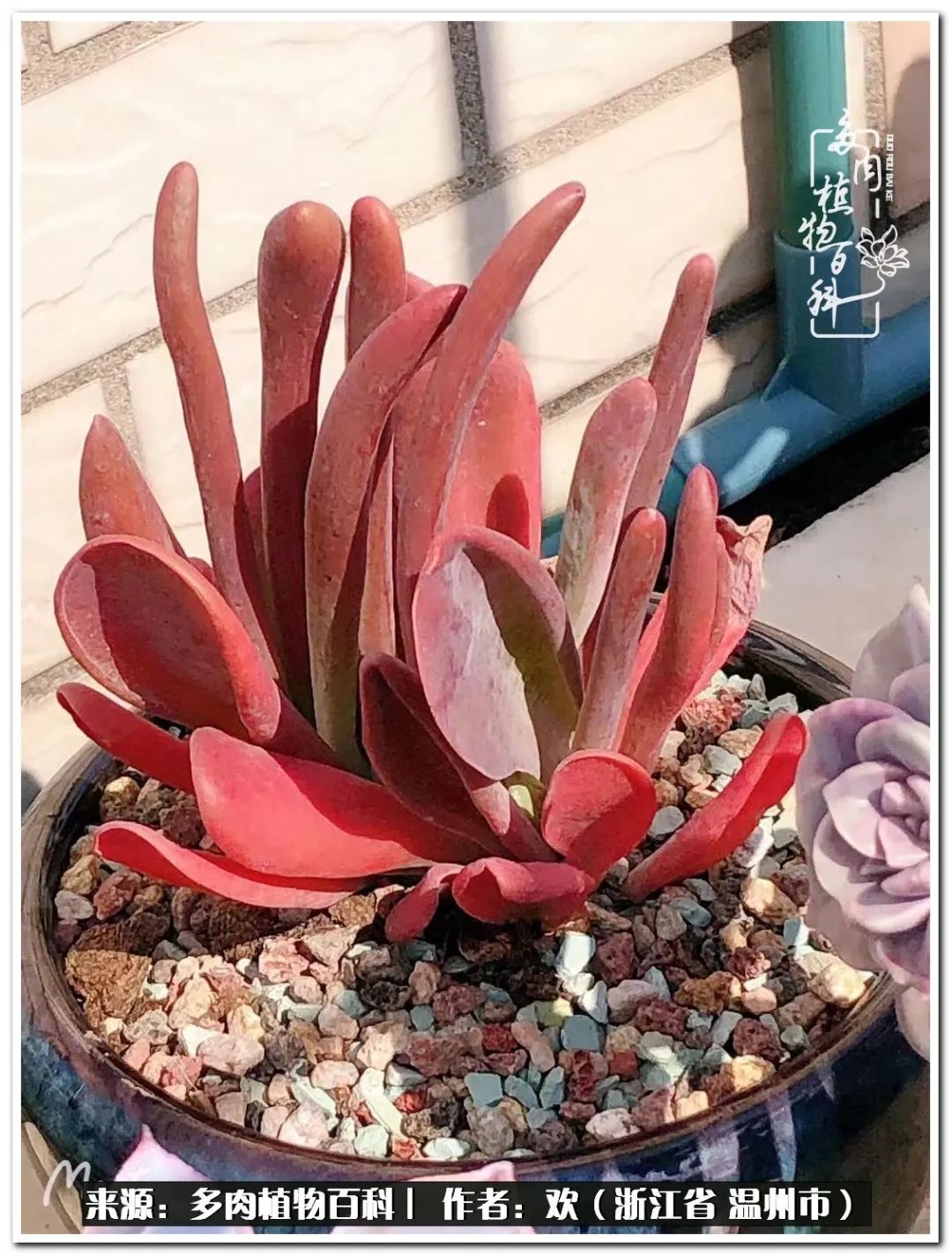 馬庫斯多肉圖片老樁_馬庫斯多肉_馬庫斯多肉耐寒多少度