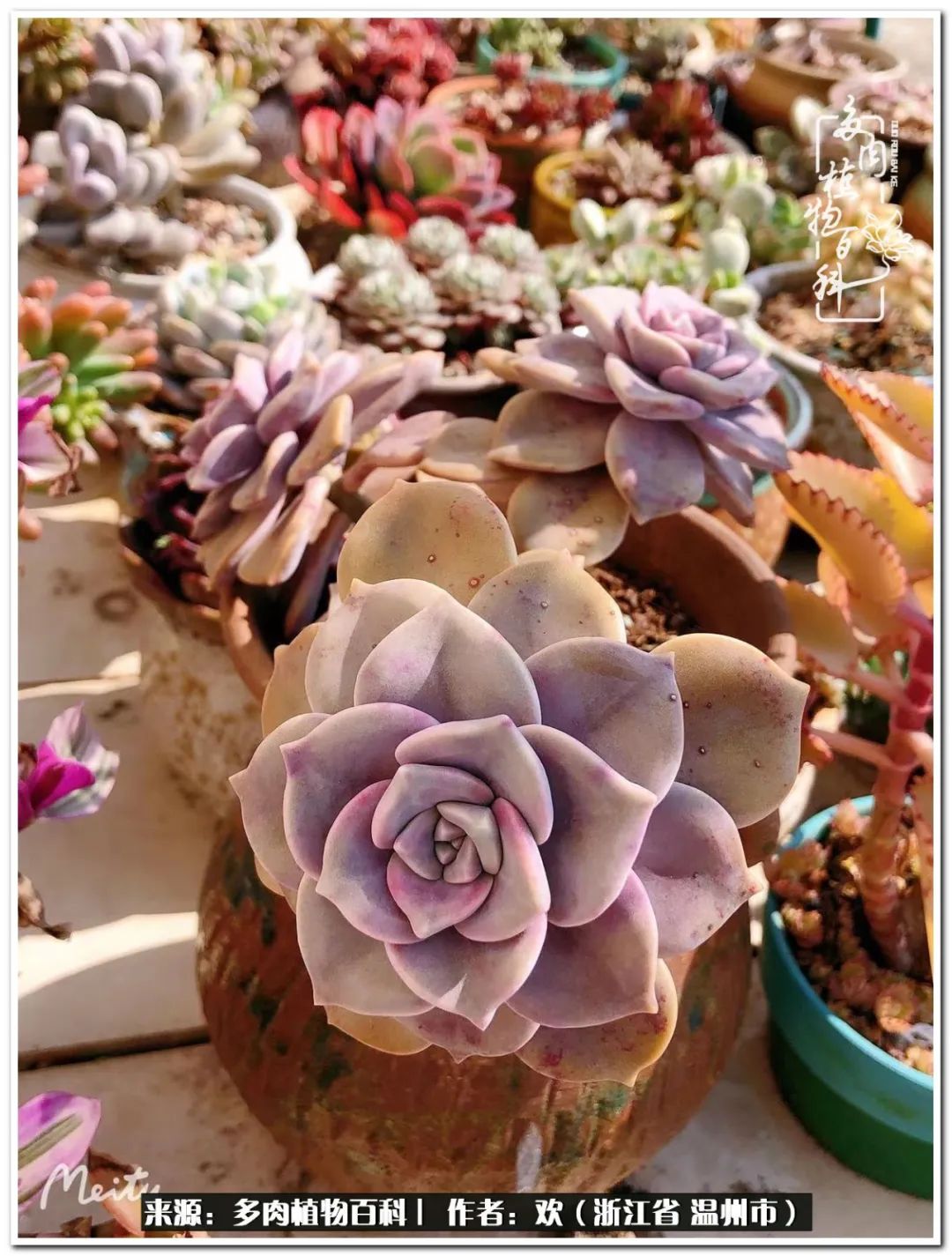 馬庫斯多肉_馬庫斯多肉圖片老樁_馬庫斯多肉耐寒多少度