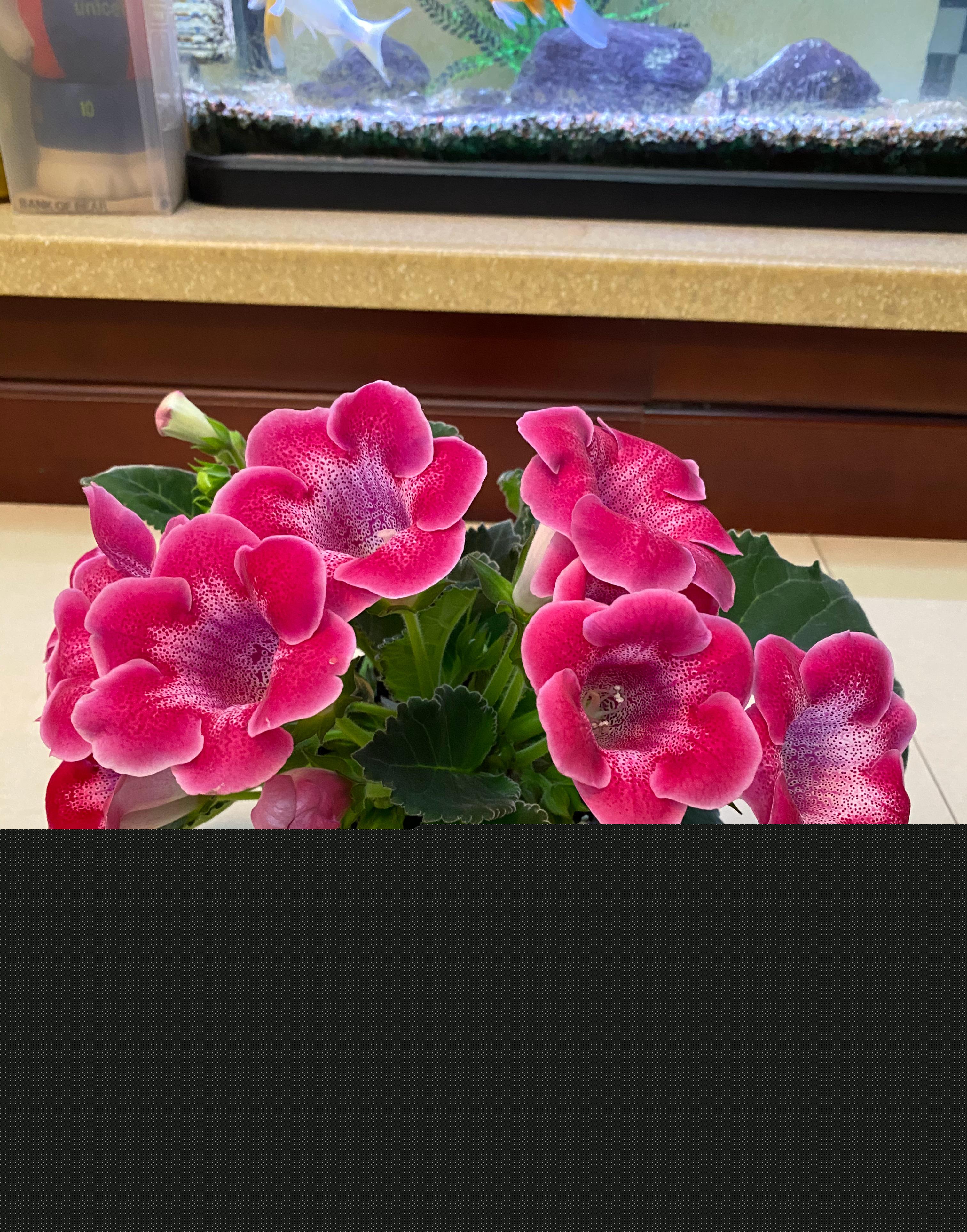 室內(nèi)陽光綠植見可以養(yǎng)的植物_綠植能在陽光下曬嗎_可以不見陽光的室內(nèi)綠植