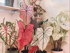 7種“洋氣花”，客廳沒陽(yáng)光，四季開花旺，貴氣又漂亮