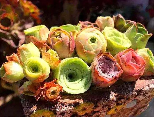 山地玫瑰多肉好養(yǎng)嗎_山地玫瑰多肉_山地玫瑰多肉適宜溫度