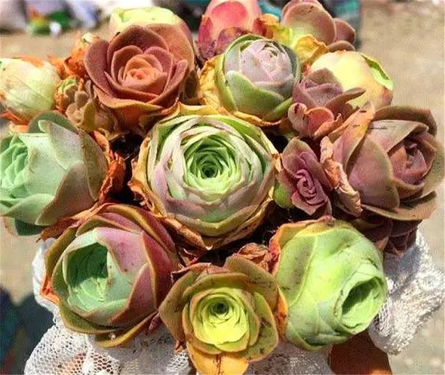 山地玫瑰多肉_山地玫瑰多肉適宜溫度_山地玫瑰多肉好養(yǎng)嗎