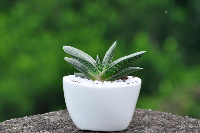 好養(yǎng)的多肉_養(yǎng)多肉好處_養(yǎng)多肉好還是養(yǎng)花好