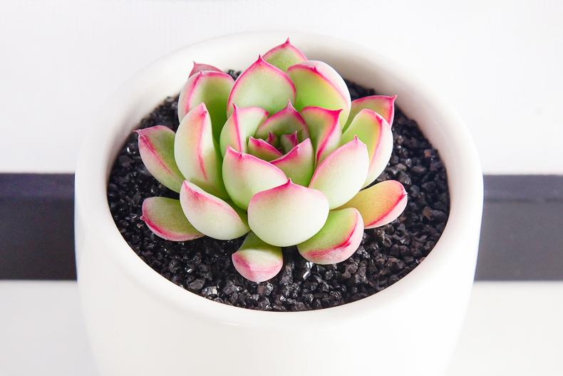 養(yǎng)多肉好還是養(yǎng)花好_好養(yǎng)的多肉_養(yǎng)多肉好處