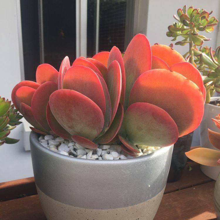 養(yǎng)多肉好處_好養(yǎng)的多肉_養(yǎng)多肉好還是養(yǎng)花好