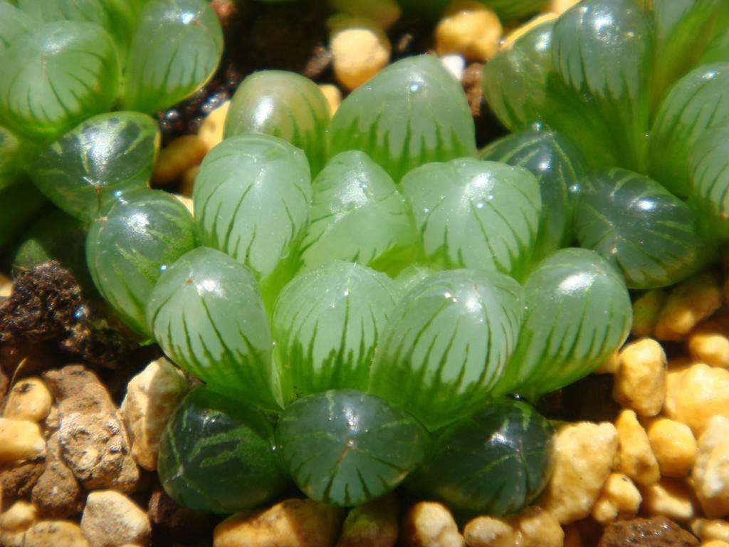 養(yǎng)多肉好還是養(yǎng)花好_養(yǎng)多肉好處_好養(yǎng)的多肉