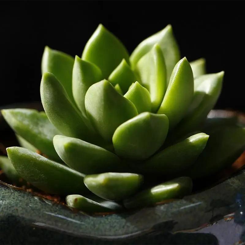 紅心蓮多肉怎么養(yǎng)_多肉紅心蓮寓意_蓮養(yǎng)紅心多肉怎么養(yǎng)