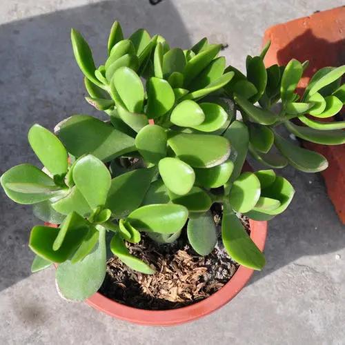 多肉紅心蓮寓意_紅心蓮多肉怎么養(yǎng)_蓮養(yǎng)紅心多肉怎么養(yǎng)