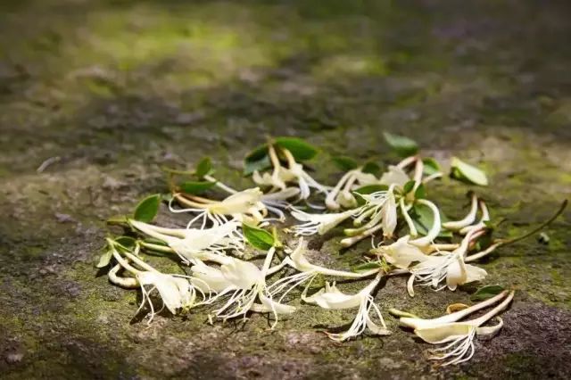 藥材常用種有中成藥嗎_常見中藥藥材_常用的中藥材有多少種